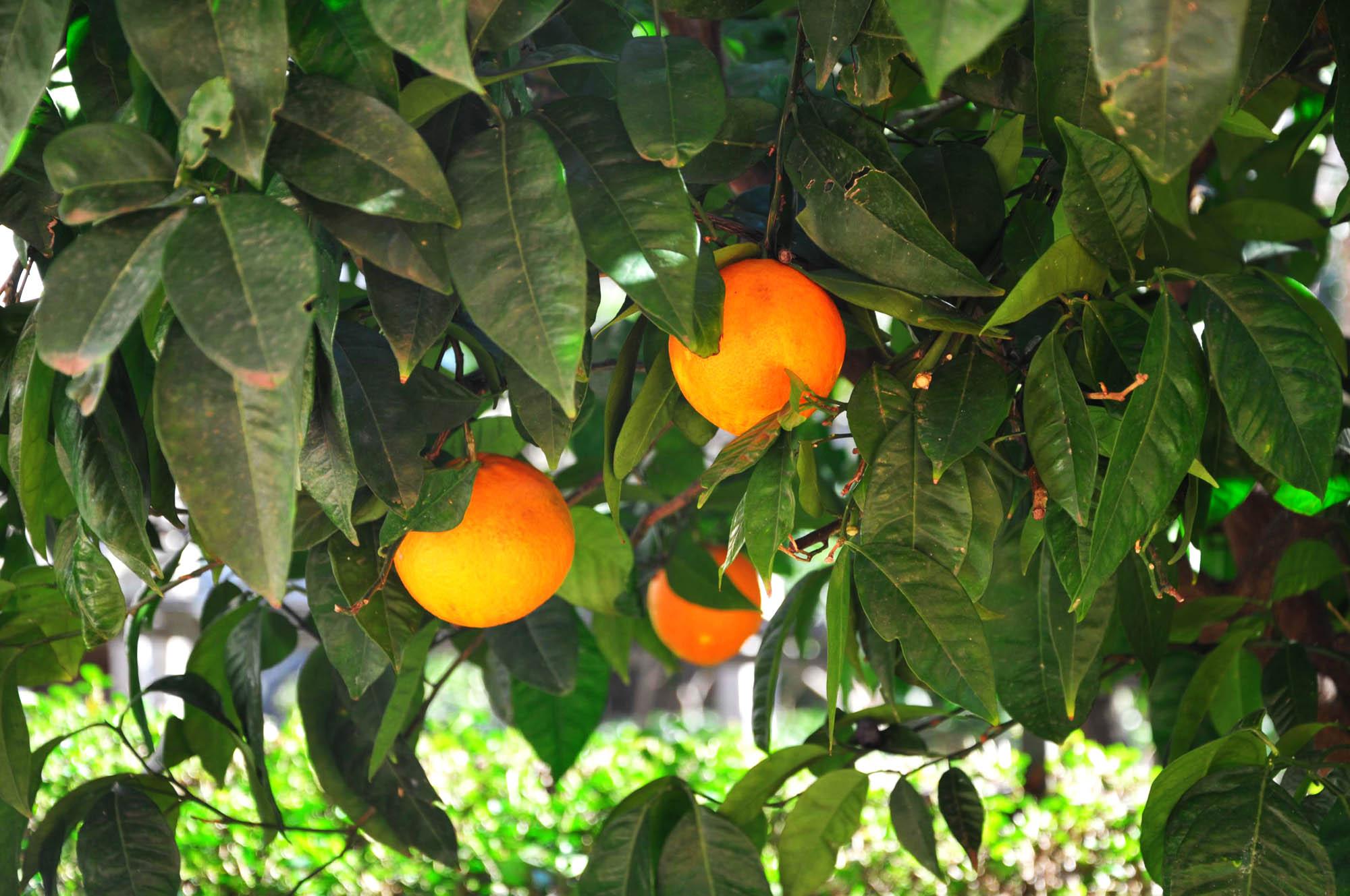 Orange Budva